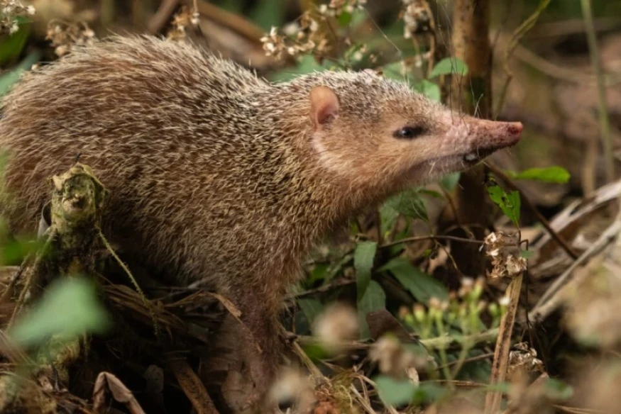 Tangues, faites attention, la chasse est bien autorisée