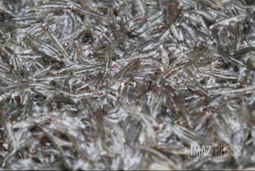 La pêche des bichiques ouverte jusqu’au 21 février 2027